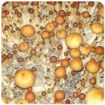 Псилоцибиновые (галлюциногенные)  грибы Psilocybin "Golden Teacher" в Глазове