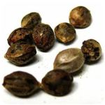 Семена марихуаны АК-47  (Seeds AK-47) в Глазове
